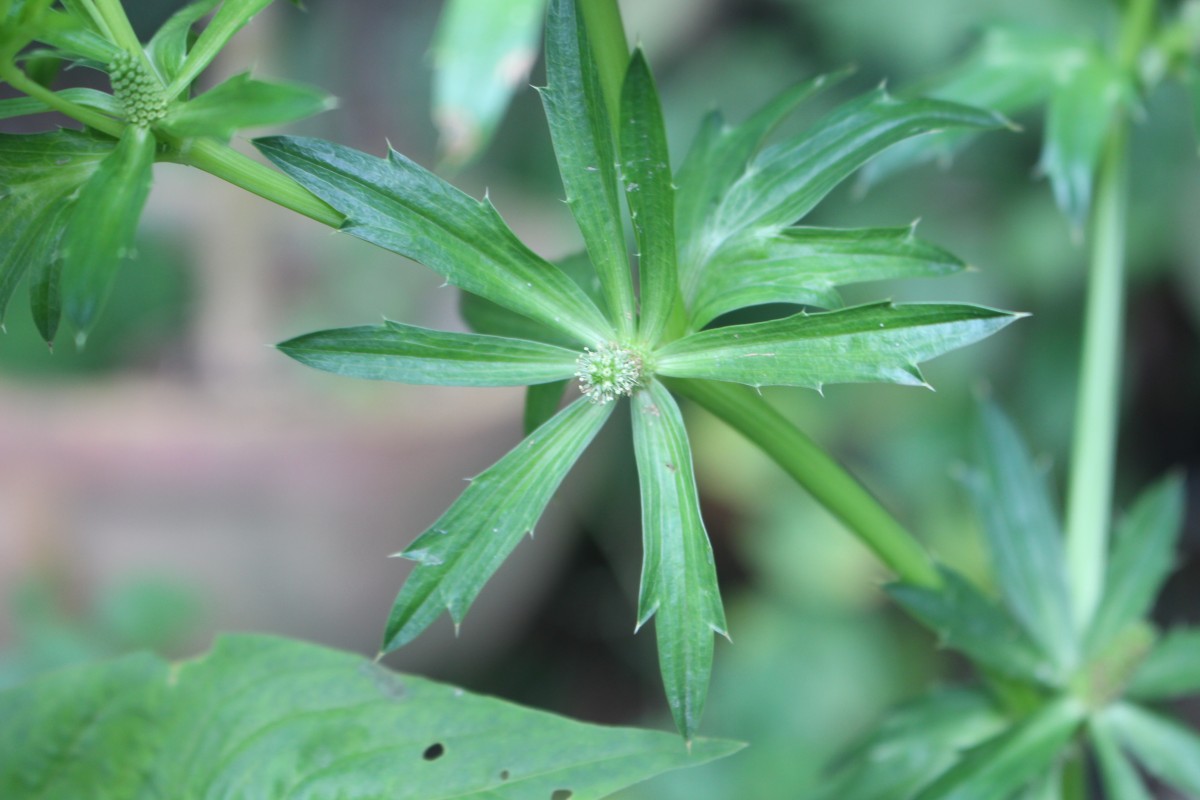 Eryngium foetidum L.